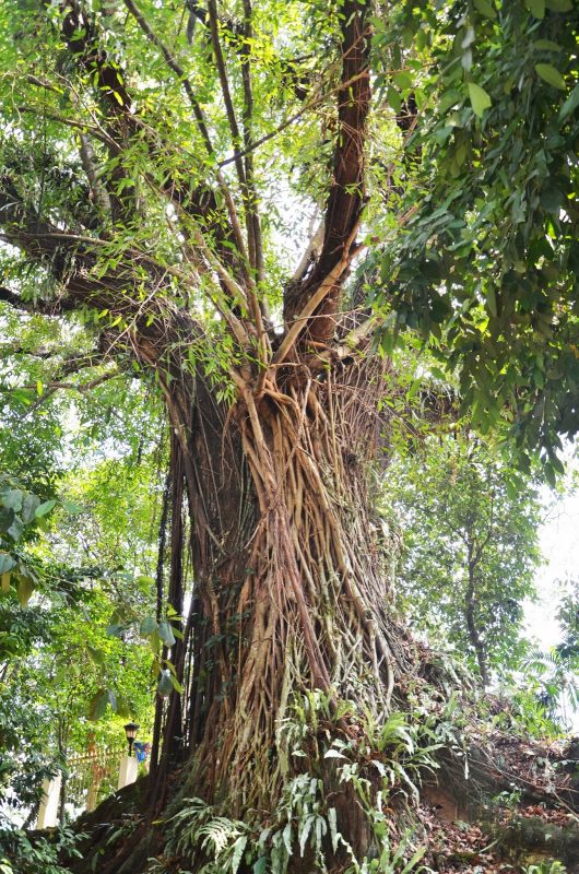  pokok  ara  REMAJA