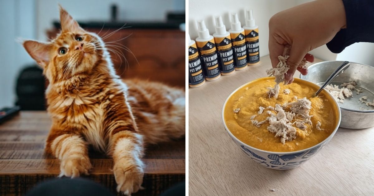 Cara Buat Wet Food Kucing Homemade, Rahsia Kucing Jadi Gemuk Dan Gebu