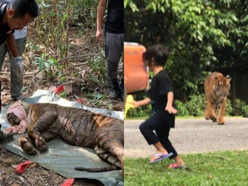 Ini Sebab Kenapa ‘Awang Besul’ Dari Terengganu Tidak Makan Orang & Mati Selepas Diselamatkan