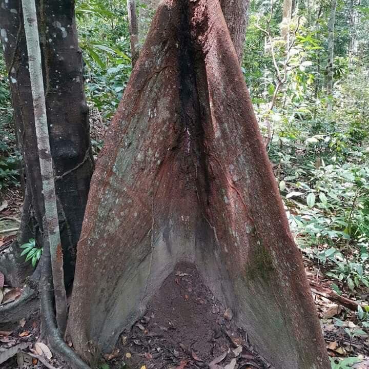 Cara Hantar Isyarat Kecemasan Sekiranya Korang Tersesat Dalam Hutan