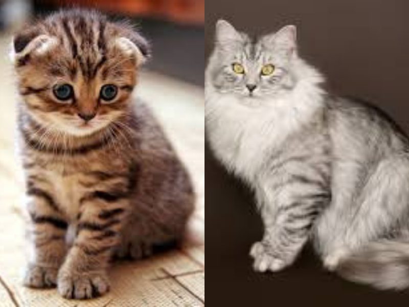 Ini Dia 6 Baka Kucing Paling Comel! Mana Satu Pilihan Korang?