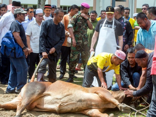 Benarkah Binatang Korban Akan Jadi Tunggangan Kita Di Akhirat? Ustaz Beri Penjelasan