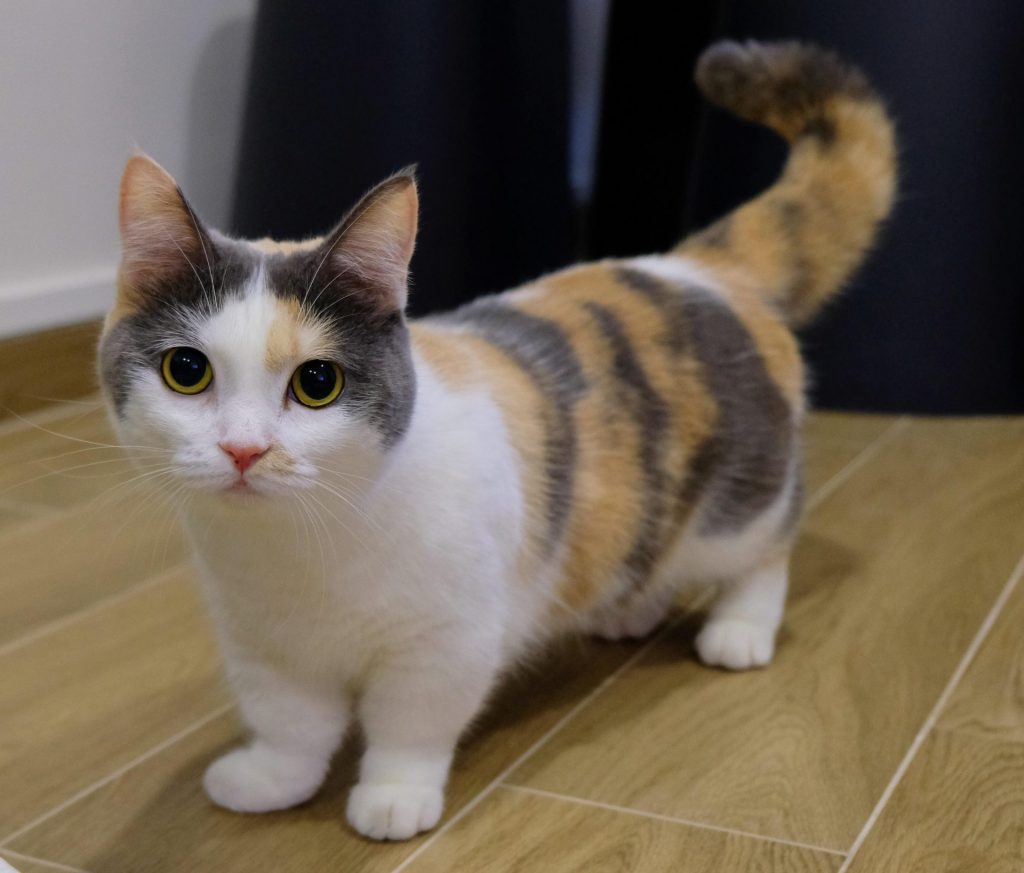 Ini Dia 6 Baka Kucing Paling Comel! Mana Satu Pilihan Korang?
