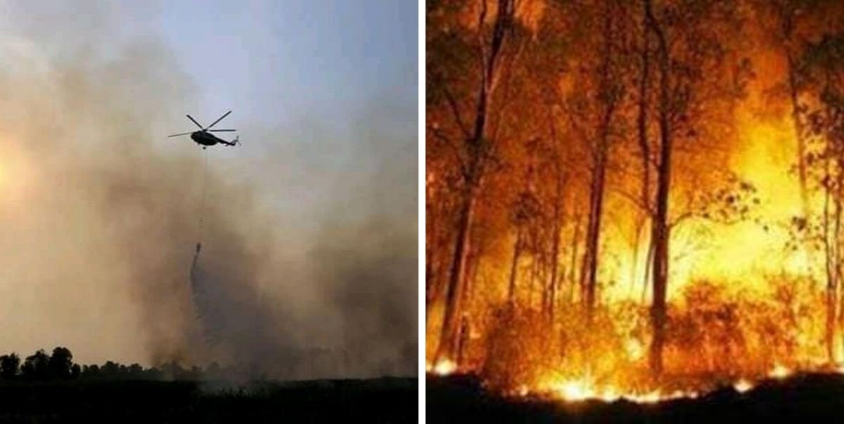 Sedih! Gambar Orang Utan Lemas Dalam Asap Kebakaran Hutan Kalimantan Undang Simpati