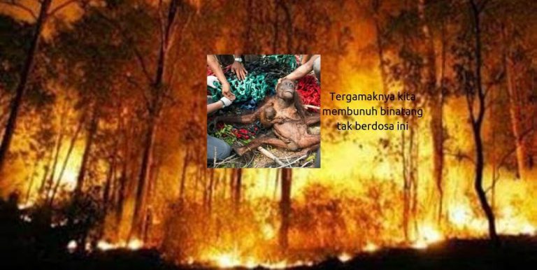 Sedih! Gambar Orang Utan Lemas Dalam Asap Kebakaran Hutan Kalimantan Undang Simpati
