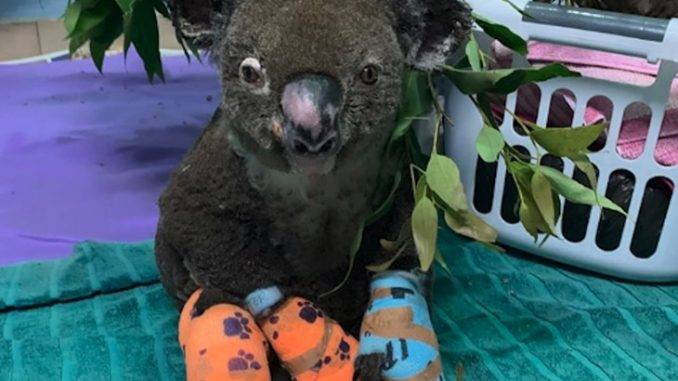 Kebakaran Hutan Australia, Korang Boleh Adopsi Koala Untuk Bantu Misi Menyelamat