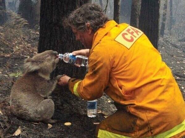 Kebakaran Hutan Australia, Korang Boleh Adopsi Koala Untuk Bantu Misi Menyelamat