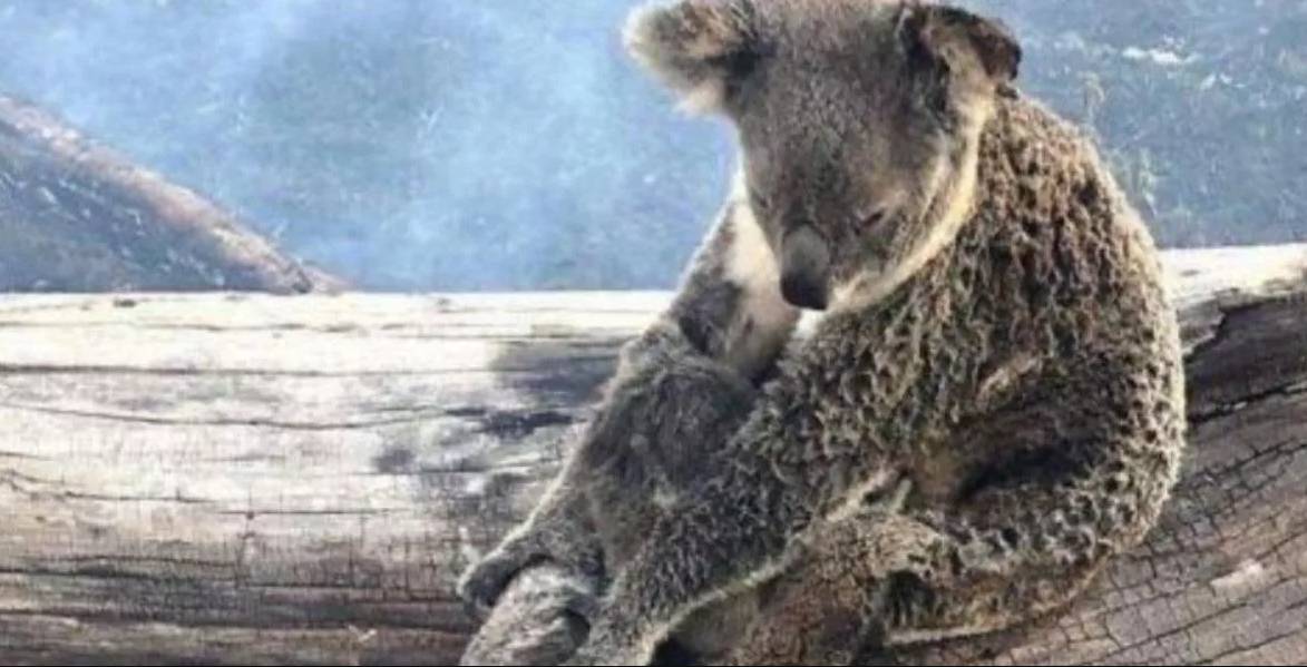 Kebakaran Hutan Australia, Korang Boleh Adopsi Koala Untuk Bantu Misi Menyelamat