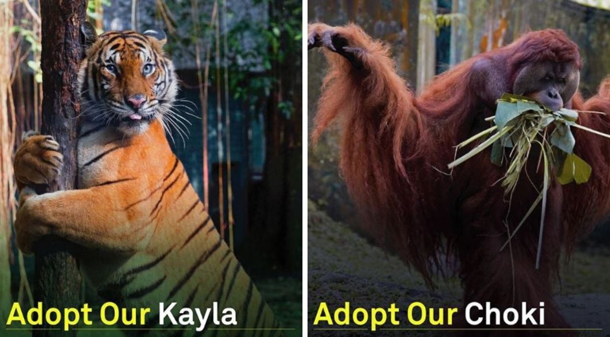 Zoo Negara Lancar Kempen Haiwan Angkat, Korang Boleh Beri Sumbangan Untuk Kumpul Dana