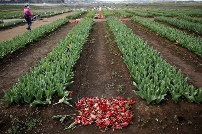 Jepun Musnah Lebih 100,000 Bunga Tulip, Elak Penularan COVID-19