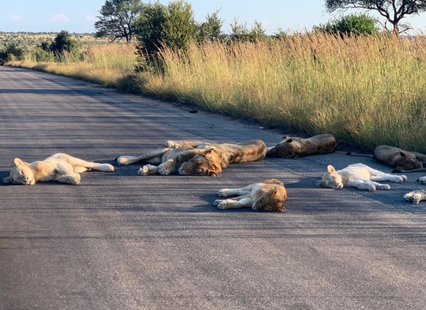 Situasi Luar Biasa, Singa &#8216;Melepak&#8217; Atas Jalan Raya Di Afrika Selatan Ketika Lockdown