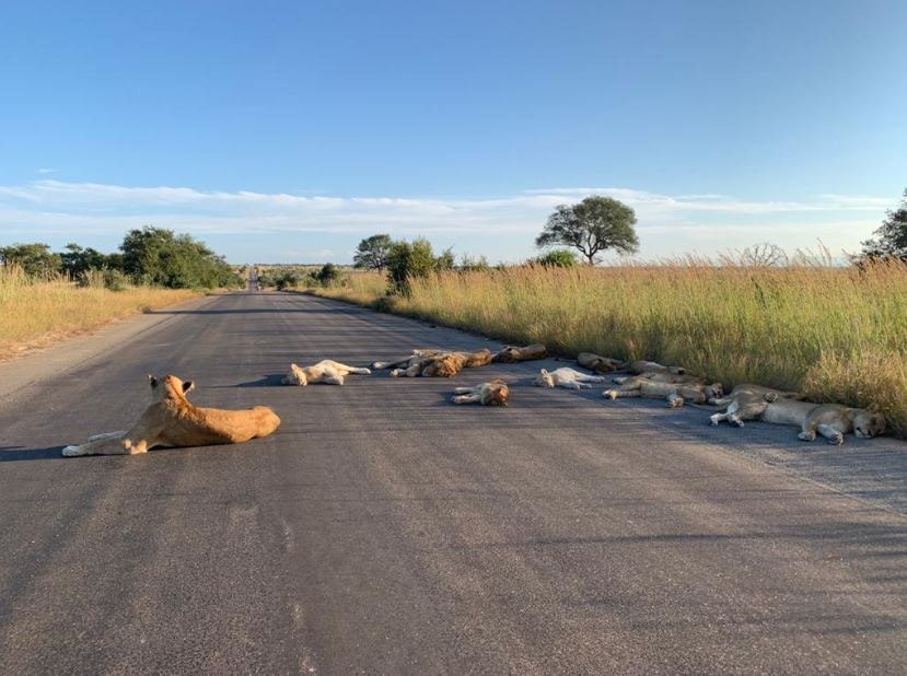 Situasi Luar Biasa, Singa &#8216;Melepak&#8217; Atas Jalan Raya Di Afrika Selatan Ketika Lockdown