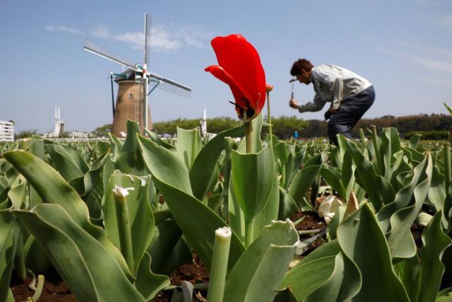 Jepun Musnah Lebih 100,000 Bunga Tulip, Elak Penularan COVID-19