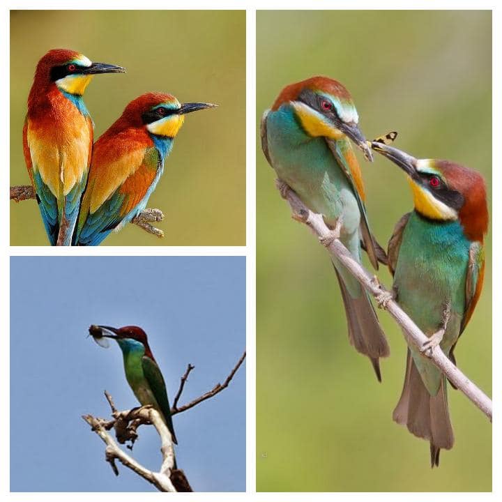 Burung Pun Makhluk Allah! Buat Jerat Tapi Aniaya Sampai Mati Tak Datang Tengok Time PKP