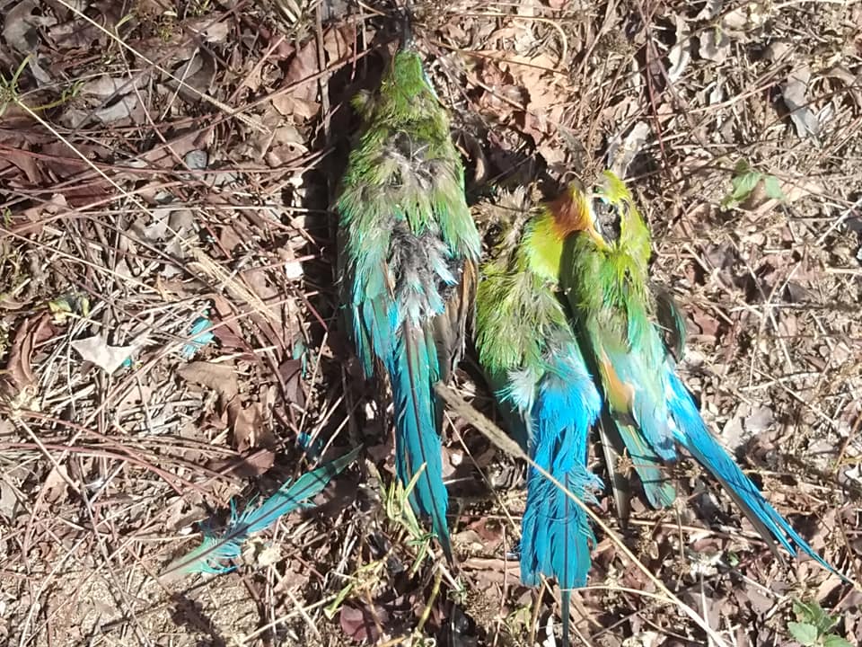 Burung Pun Makhluk Allah! Buat Jerat Tapi Aniaya Sampai Mati Tak Datang Tengok Time PKP