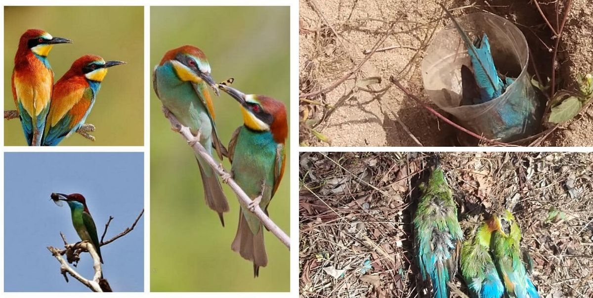 Burung Pun Makhluk Allah! Buat Jerat Tapi Aniaya Sampai Mati Tak Datang Tengok Time PKP