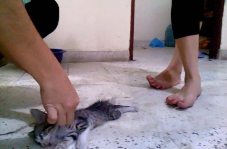 Video Lama! Bukan Saja Pijak Kucing Tapi Arnab, Rupanya Ia Satu  Fantasi “Fetish Sexuality”