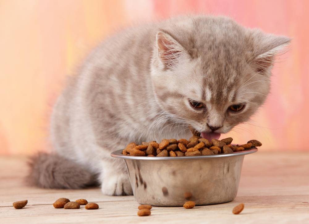 7 Rahsia Murah Rezeki Perkongsian PU Amin, Salahnya Satu Bagi Kucing Makan