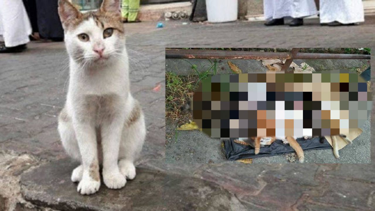 Kenapa La Hitam Sangat Hati 11 Ekor Kucing Mati Diracun Remaja Kenapa La Hitam Sangat Hati 11 Ekor Kucing Mati Diracun Remaja