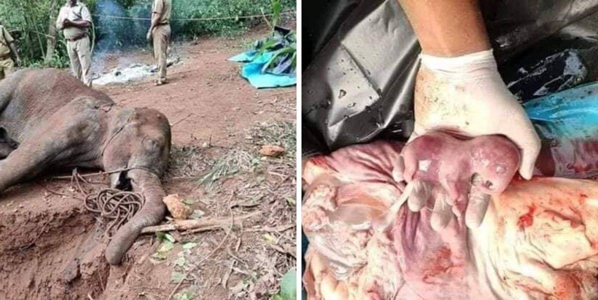 Gajah Bunting Mati Makan Nenas, Polis India Tangkap 2 Lelaki Lepas Viral Satu Dunia