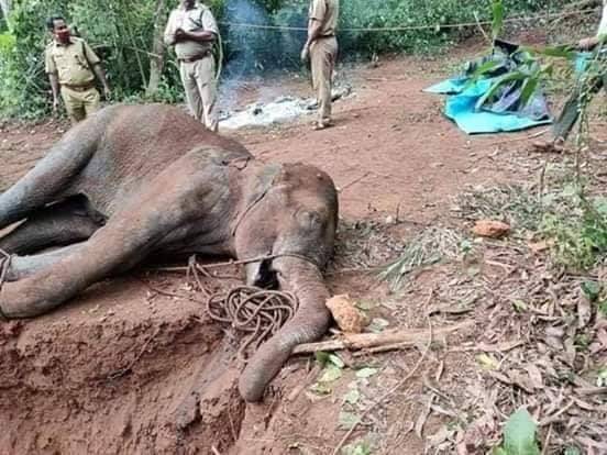 Gajah Bunting Mati Makan Nenas, Polis India Tangkap 2 Lelaki Lepas Viral Satu Dunia