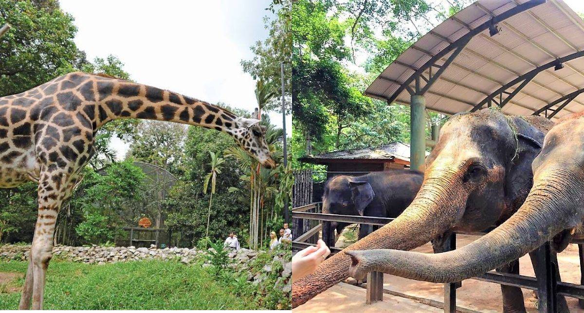 “Promosi Tarik Pengunjung” Zoo Melaka Tawar Promosi Tiket & Semua Umur Boleh Masuk!
