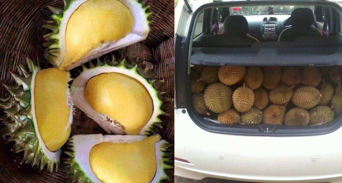 10 Tip Hilangkan Bau Durian Dalam Kereta, Confirm Berkesan!