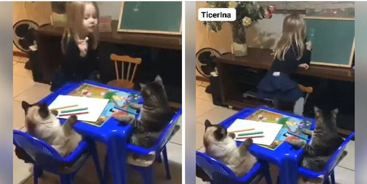 [VIDEO] Bila Kau Ada Cita-Cita Nak Jadi Cikgu Besar Nanti, Kucing Pun Kucinglah Asal Boleh Mengajar