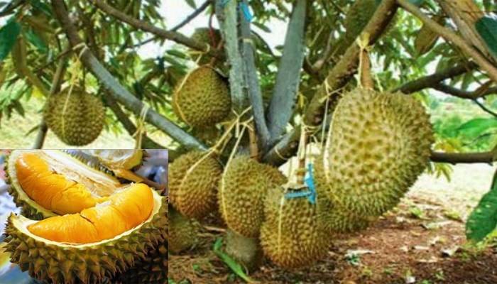 Bahaya Durian Pada Pesakit Dialisis! Doktor Kongsi Pengalaman Rawat Pesakit Tinggal Nyawa Ikan