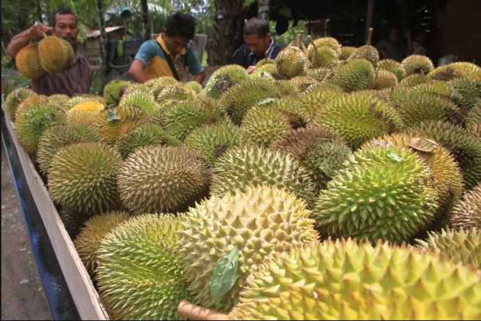 Tuah Buah &#8216;Durian&#8217;, Pemilik Kebun Catat Untung Ratusan Ribu Ringgit. Wow!