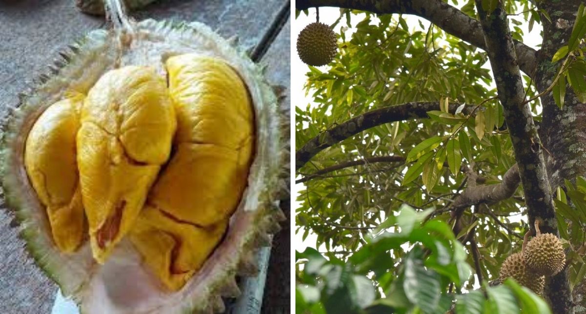 Tuah Buah &#8216;Durian&#8217;, Pemilik Kebun Catat Untung Ratusan Ribu Ringgit. Wow!