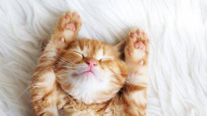 Untung Bela &#8216;Bulus&#8217;! Bila Kita Mula Tidur, Kucing Akan Serap Semua Aura Negatif Dalam Badan
