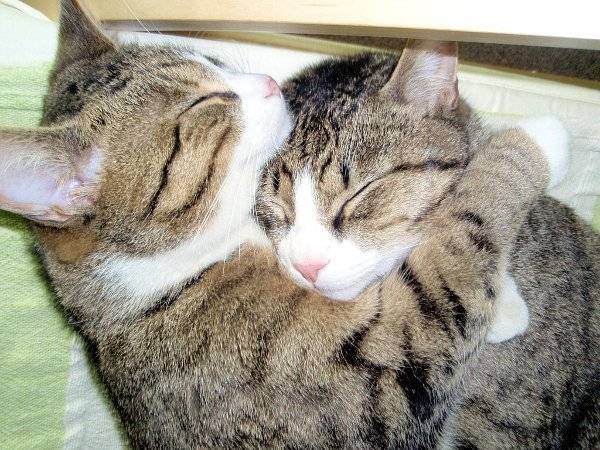 Untung Bela &#8216;Bulus&#8217;! Bila Kita Mula Tidur, Kucing Akan Serap Semua Aura Negatif Dalam Badan