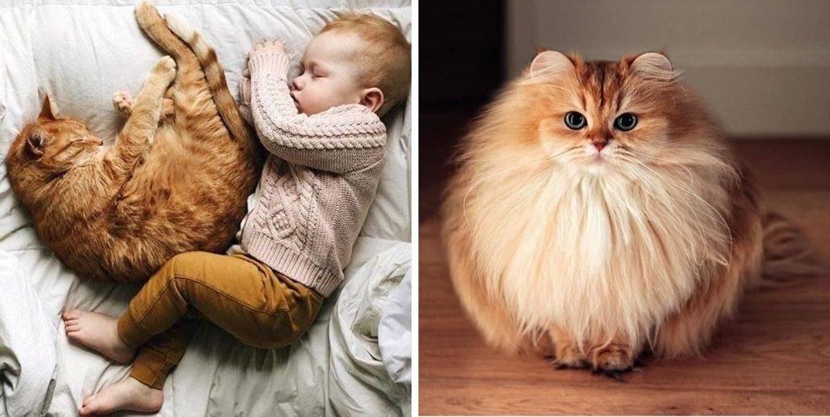 Untung Bela &#8216;Bulus&#8217;! Bila Kita Mula Tidur, Kucing Akan Serap Semua Aura Negatif Dalam Badan