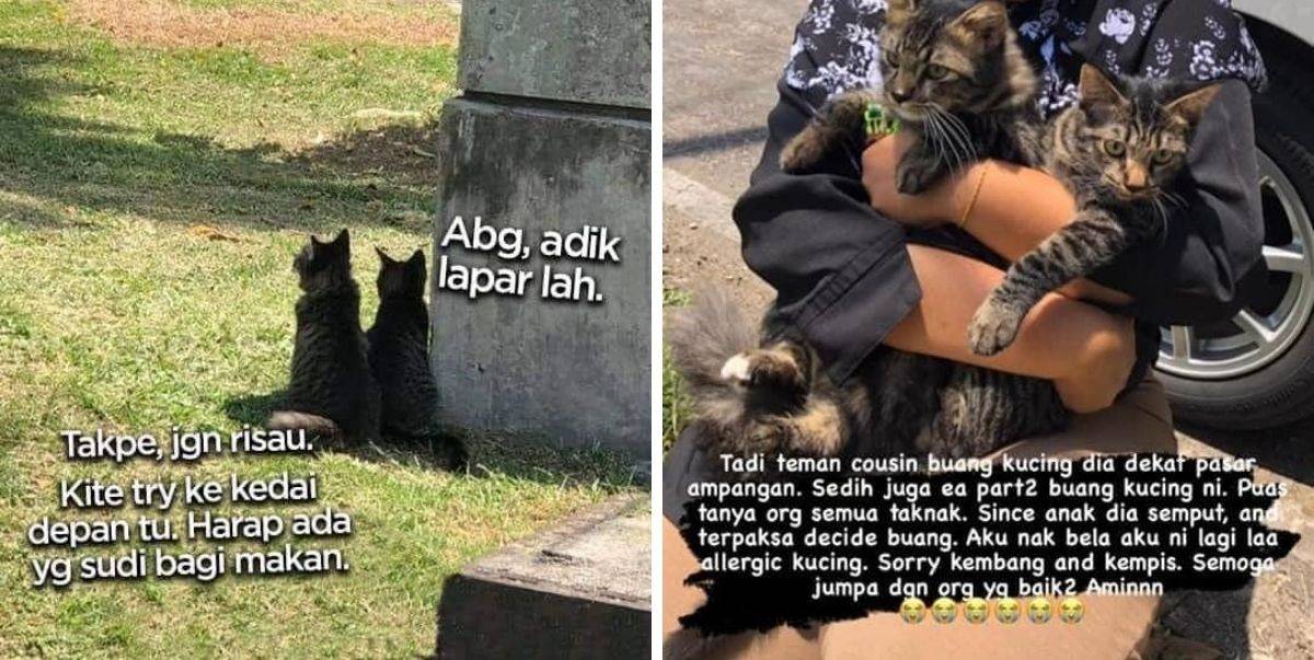 Buang Kucing Di Pasar! Hukuman Penjara 3 Tahun & Denda Sehingga RM100,000 Menanti Pemilik