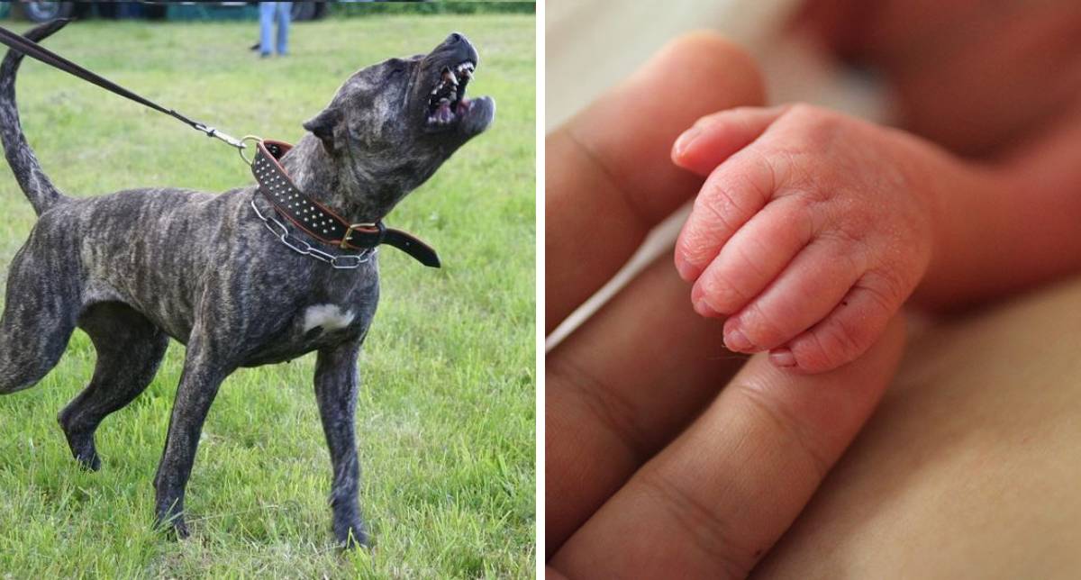 Ngeri&#8230;Bayi Putus Tangan Digigit Anjing Peliharaan. Kenali 5 Jenis Anjing Yang Merbahaya