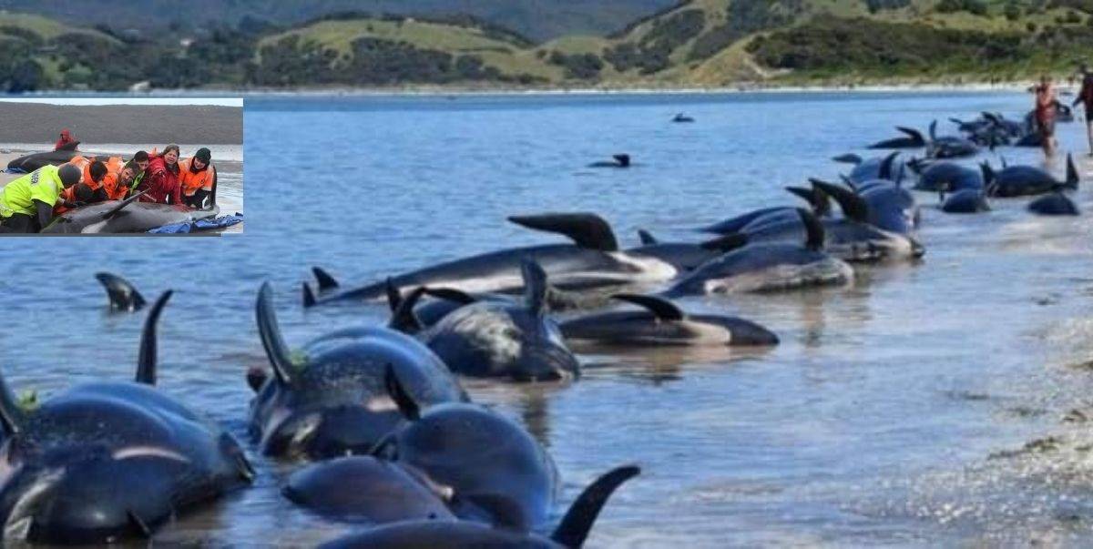 Bagaimana Paus Boleh Terdampar Dalam Jumlah Besar Di Pantai? Fenomena Ini Jarang Berlaku