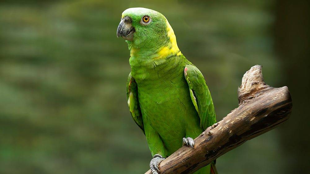 Melawat ‘Zoo&#8217; Di Singapura Secara Virtual, Penonton Berpeluang Berinteraksi Bersama Haiwan