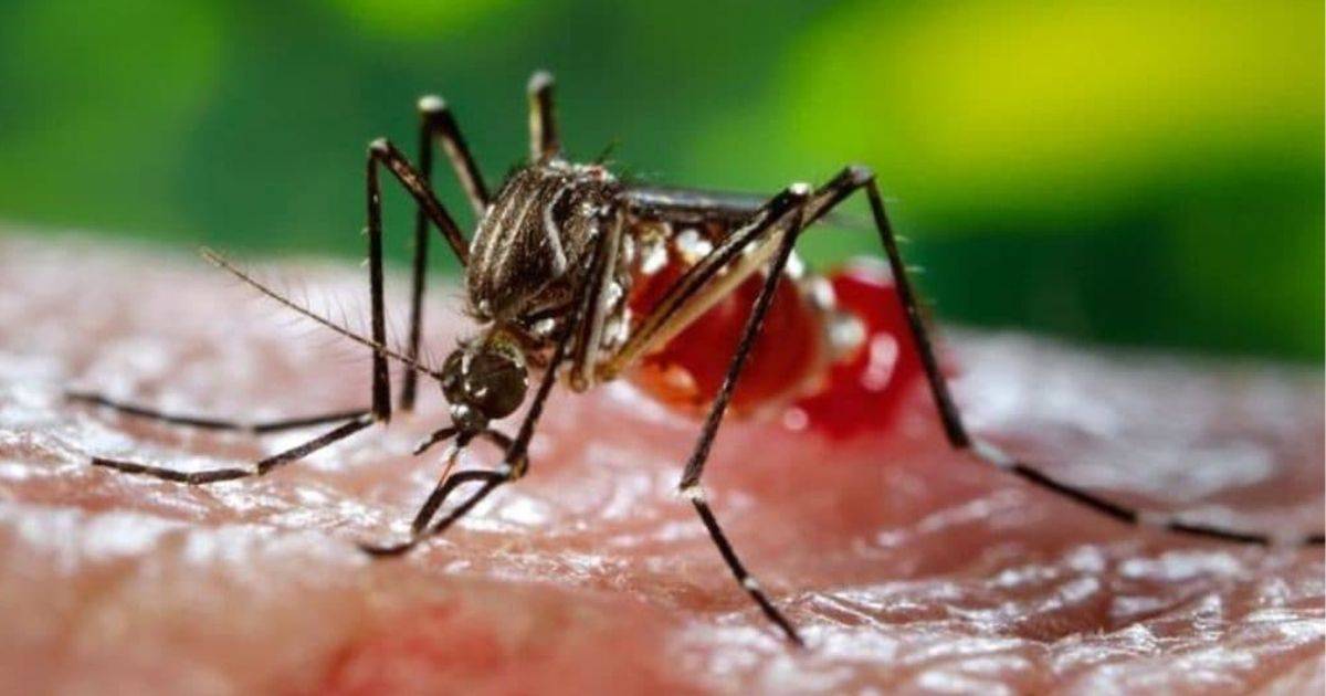 Seramai 127 Orang Maut Setakat 3 Oktober 2020, Ini 30 Lokasi Hotspot Denggi