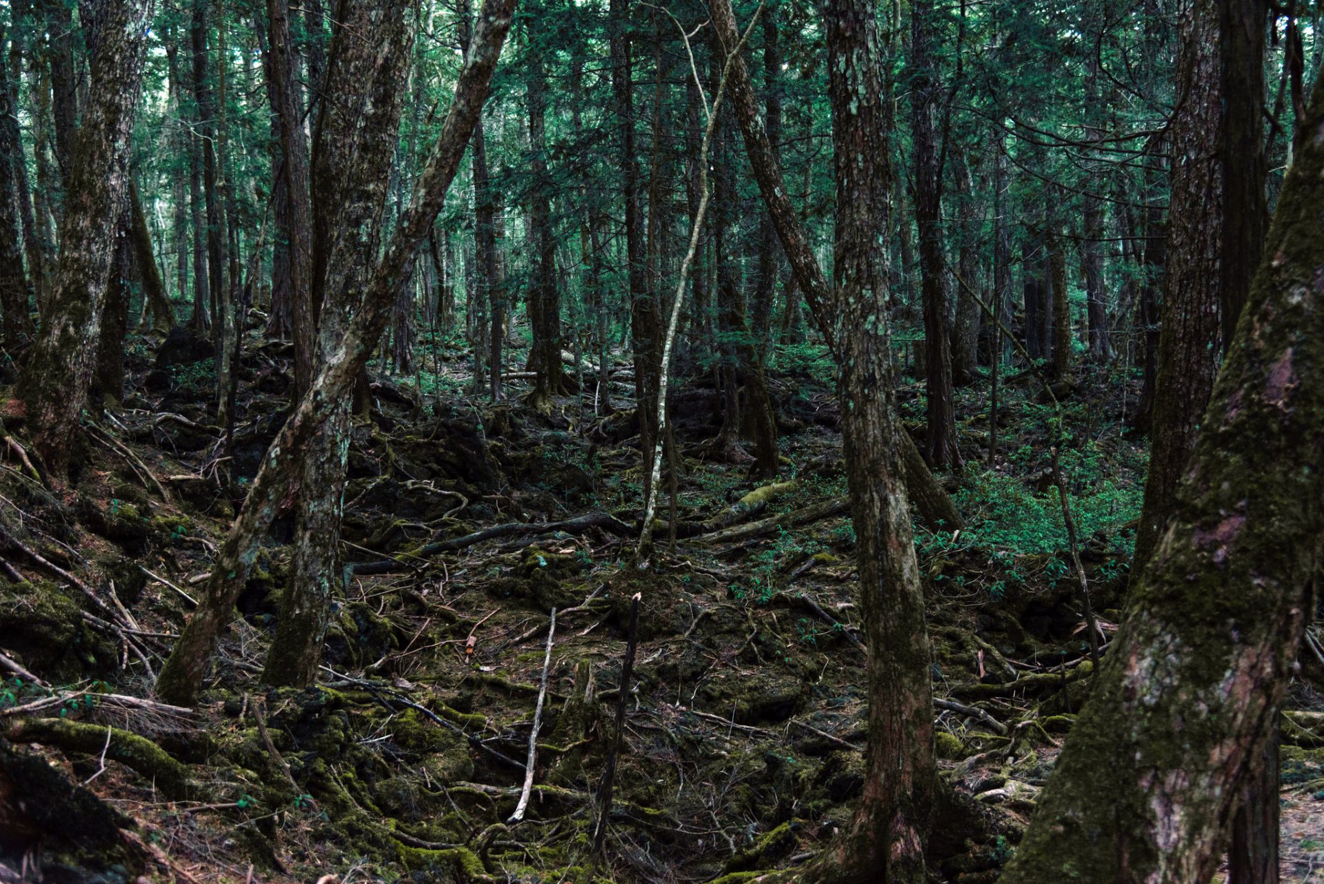 Fakta Tentang Hutan Aokigahara, Lokasi Popular Masyarakat Jepun Tamatkan Riwayat Hidup