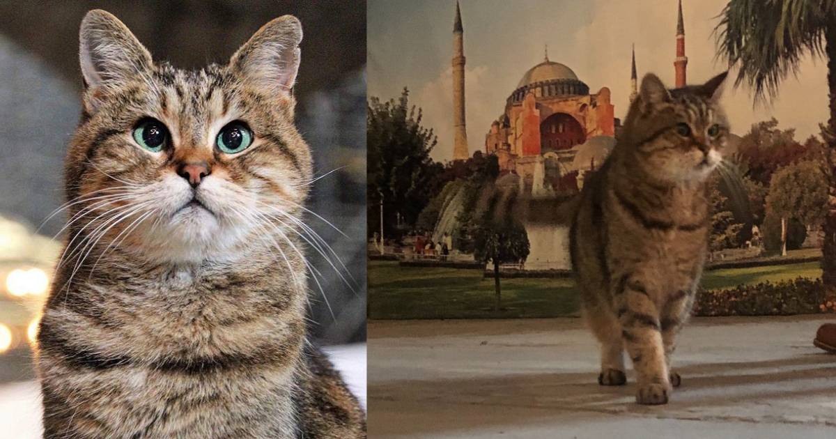 Gli, Si Kucing Popular Hagia Sophia Mati Pada Usia 16 Tahun. 