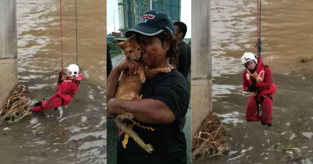 Tersangkut Di Longgokan Sampah Hanyut, Kucing Jatuh Sungai Diselamatkan Bomba.