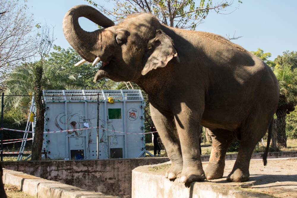 Gajah Paling Sunyi Di Pakistan Akhirnya Bebas. Sertai Kawanan Gajah Lain Di Kemboja.