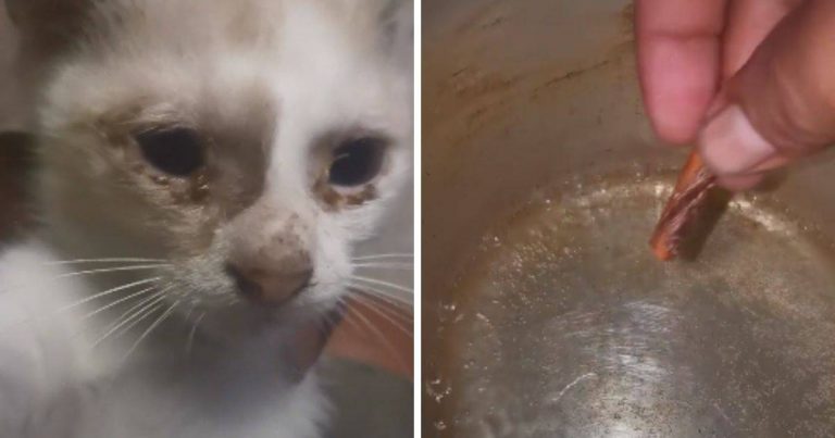 Cara Mudah Rawat Kucing Sakit Mata Guna Kayu Manis, Lelaki Ini Ajar Ikut Petua Orang Dulu-Dulu
