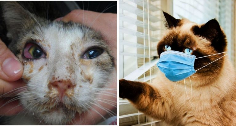 Akibat Virus Selesema Kucing, Lebih 20 Ekor Kucing ‘Hilang Nyawa’ Di Thailand