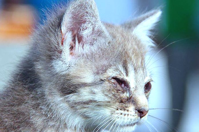 Rawat Kucing Sakit Mata Guna Kayu Manis, Lelaki Ikut Petua Orang Dulu-Dulu
