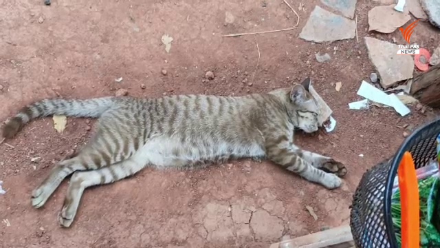 Akibat Virus Selesema Kucing, Lebih 20 Ekor Kucing &#8216;Hilang Nyawa&#8217; Di Thailand