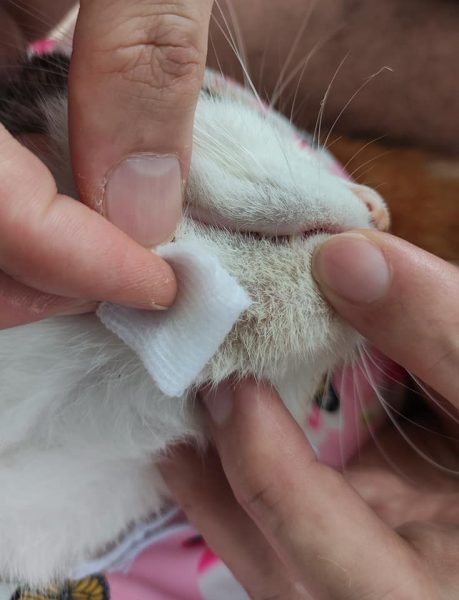 Hilangkan Kotoran Hitam Bawah Dagu &#8216;Si Bulus&#8217;. Guna Tiga Bahan Ini Sahaja