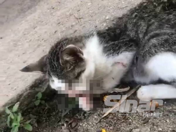 Kes ‘Belasah’ Kucing Bunting Depan Rumah: Wanita Mengaku Tak Bersalah