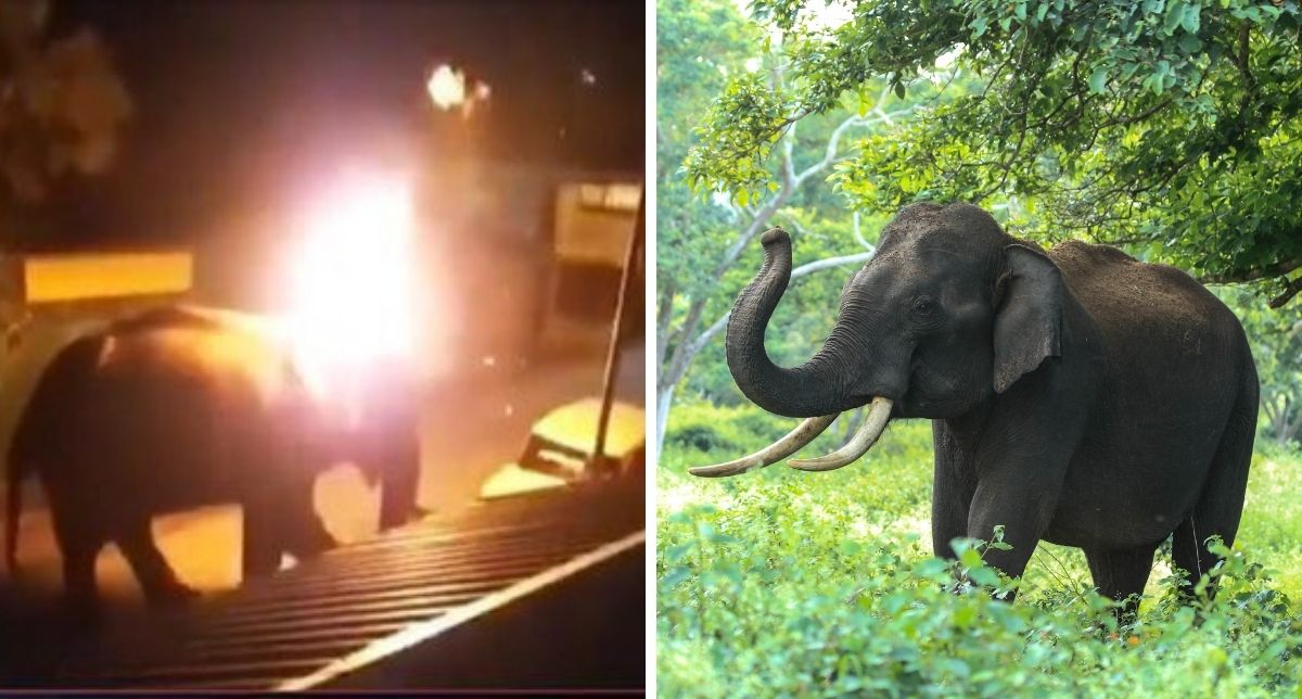 &#8220;Heartbreaking,&#8221; Gajah Maut Dibaling Tayar Terbakar Oleh Penduduk Kampung, Selebriti Bollywood Pakat Mengecam